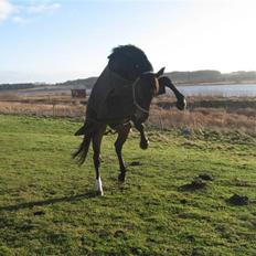 Oldenborg Urfox Nygaard (aflivet) 