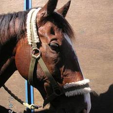 Anden særlig race Garcon ~solgt~