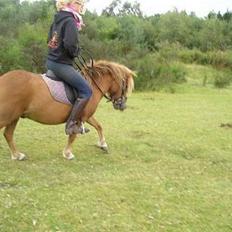 Shetlænder Lille Prins *SOLGT*