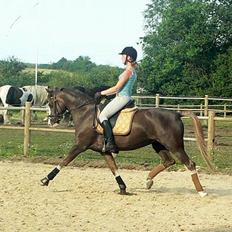 Welsh Cob (sec D) Sarena's Pippi 