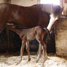 Welsh Cob (sec D) Sarena's Pippi 