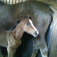 Welsh Cob (sec D) Sarena's Pippi 