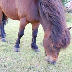 Shetlænder Mikkie RIP. 10 november 