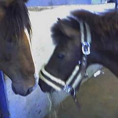 Shetlænder Mikkie RIP. 10 november 