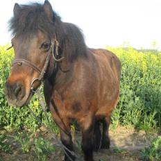 Shetlænder Mikkie RIP. 10 november 