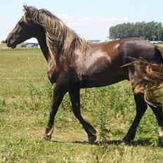 Welsh Cob (sec D) Låddenhøjs Django