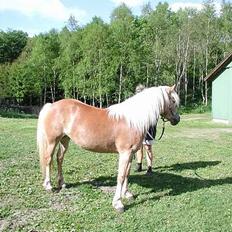 Haflinger Kimi
