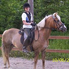 Tyroler Haflinger Molly *savnet <3*