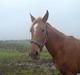 Anden særlig race CHEVAL