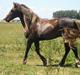 Welsh Cob (sec D) Låddenhøjs Django