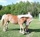 Haflinger Kimi