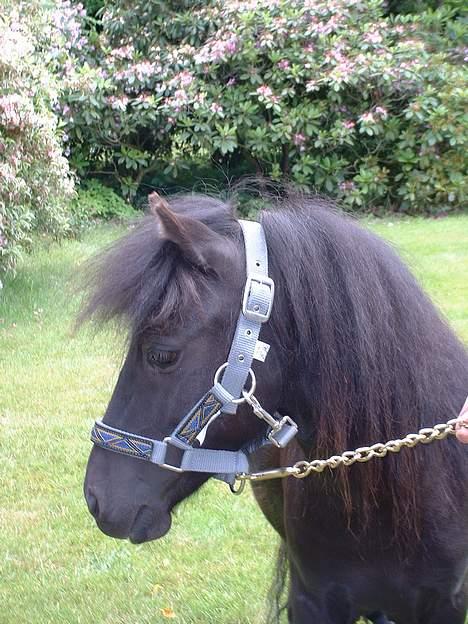 Miniature Bam - Tjaa, selvom Han er kasteret er han  jo stadig hingstet <33 billede 18