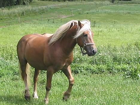 Haflinger Safir - ej billede 9