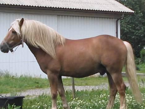 Haflinger Safir - Humm billede 13