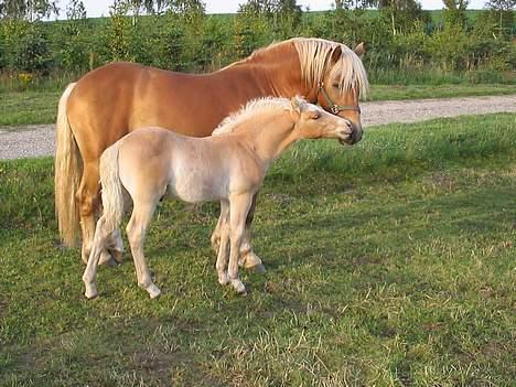 Haflinger Safir - Far og søn!<33 billede 15