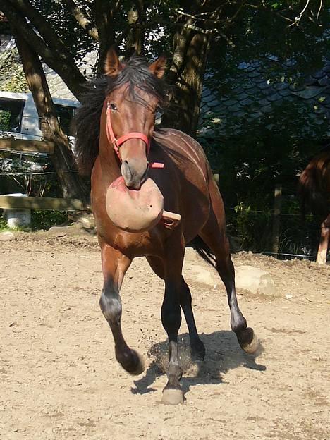Traver Dressed For Fight - Fighter leker med jollyballen sin :o) billede 12