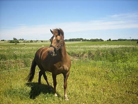 New Forest Tessa.       1989-2007. - tessa i hula hopla humør, se lige hvor glad hun er. billede 1