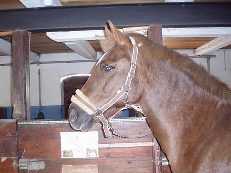 New Forest Tessa.       1989-2007. - tessatøsen. billede 4