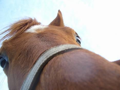 Anden særlig race MACCOY - Fra Sidste dag sammen. Han er så flot. Fotograf: Mig billede 2