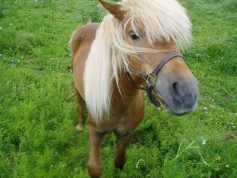 Shetlænder Laban - Den lille frækkert.  billede 1