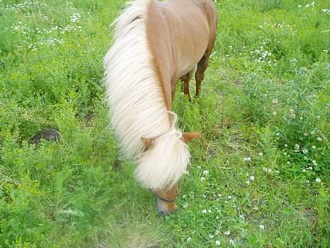 Shetlænder Laban billede 2