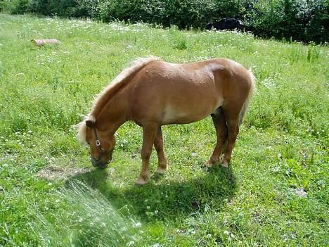 Shetlænder Laban billede 3
