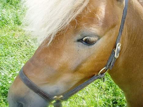 Shetlænder Laban billede 4