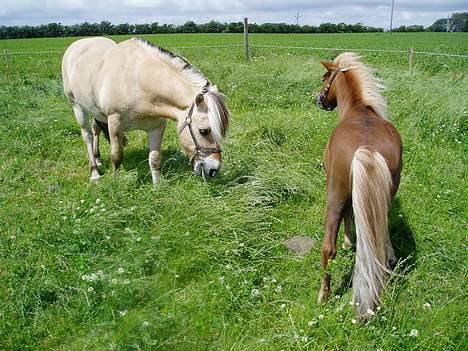 Shetlænder Laban - Laban sammen med Baldur på folden. billede 5