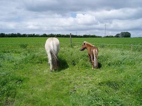 Shetlænder Laban billede 6