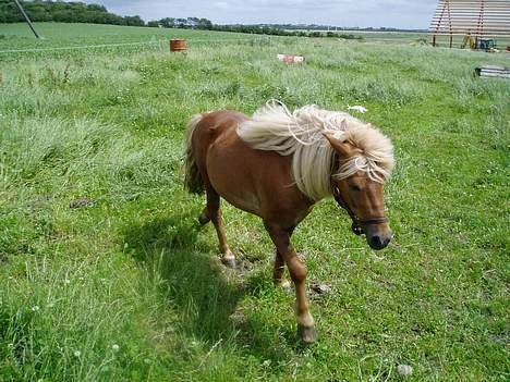 Shetlænder Laban billede 7