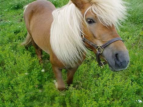 Shetlænder Laban billede 8