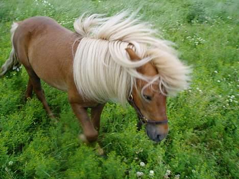 Shetlænder Laban billede 9