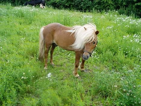 Shetlænder Laban billede 10