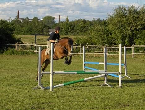 New Forest Firfod Fricazt - ihh, hvor det går...:) billede 2