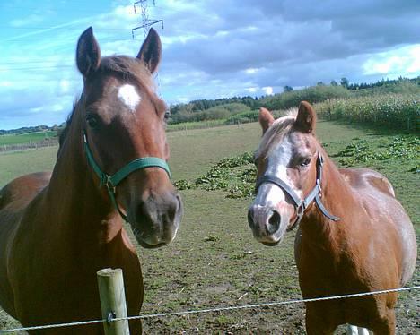 New Forest Tessa.       1989-2007. - tessa & tut. billede 5