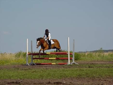 New Forest Firfod Fricazt - vi springer på ridelejren... billede 3