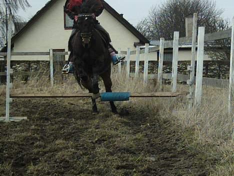 Exmoor dolly.F.dolly (udlånt) billede 7