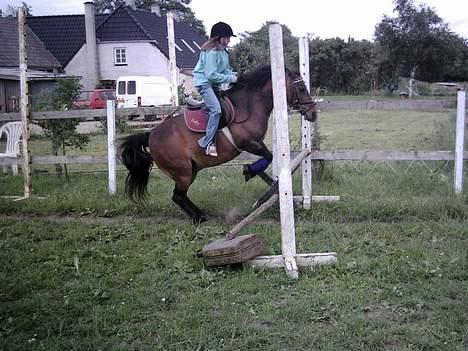 Exmoor dolly.F.dolly (udlånt) billede 11