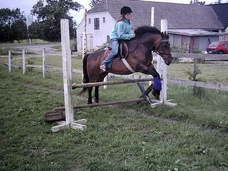 Exmoor dolly.F.dolly (udlånt) billede 12