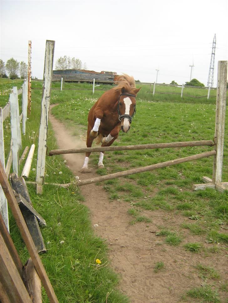 Welsh Pony af Cob-type (sec C) Æh: Jacki Jarn billede 15