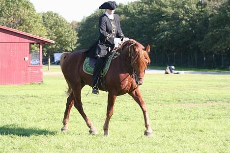 Knabstrupper Baldur Aus Der Schuetzend - Baldur øver billede 13