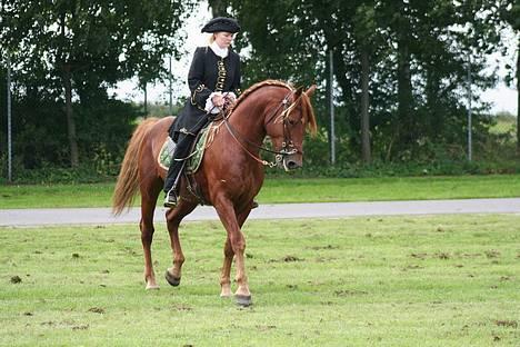 Knabstrupper Baldur Aus Der Schuetzend - 100% Renavls Knabstrupper billede 14