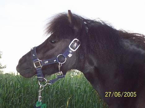 Shetlænder Shetti's Superior - Er lidt vild med det her billede billede 8