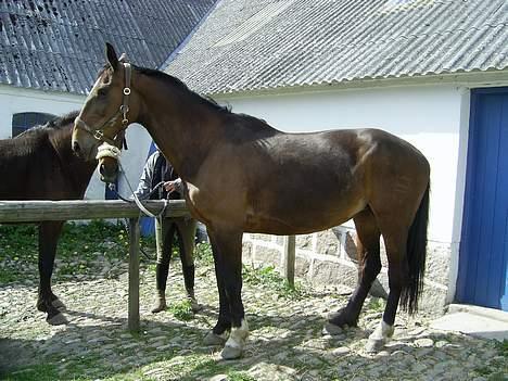 Dansk Varmblod C moon (solgt) billede 10