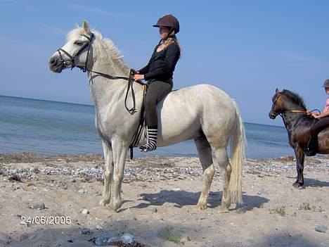 Tysk Sportspony Kassandra - kassandra og mit på stranden billede 14
