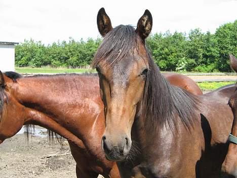 Traver Nemo *Solgt* - Nemo 29/6-06 billede 11