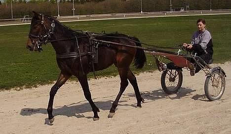 Traver Nemo *Solgt* - Dette billede er fra da Nemo blev tilkørt (: billede 12