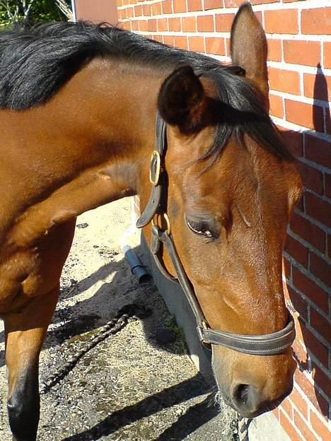 Anden særlig race *Matilde* (solgt) - rart med sommerpels.. så skinner jeg så flot ;) billede 4