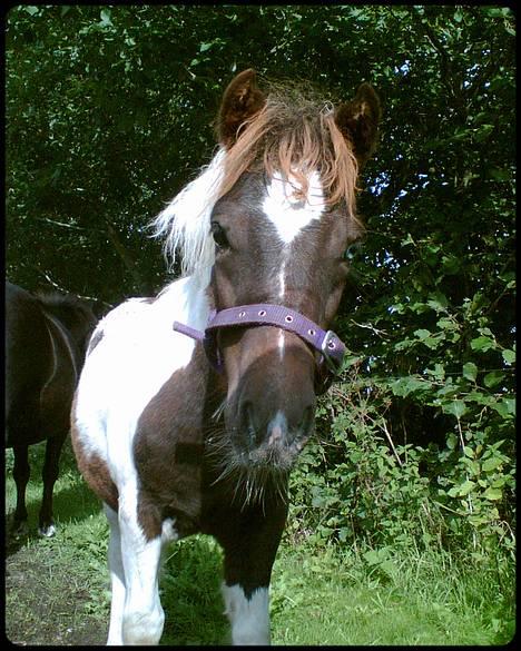 Anden særlig race *Hidalgo* *solgt* - Hva´ laver du hva´? August 06 billede 20