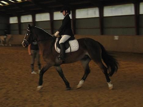 Anden særlig race Sunshine <3 Solgt :( - Stævne i Hammelev. Dressur . LD = 79 % . Vandt klassen <33 Min Dygtige pige (: billede 1